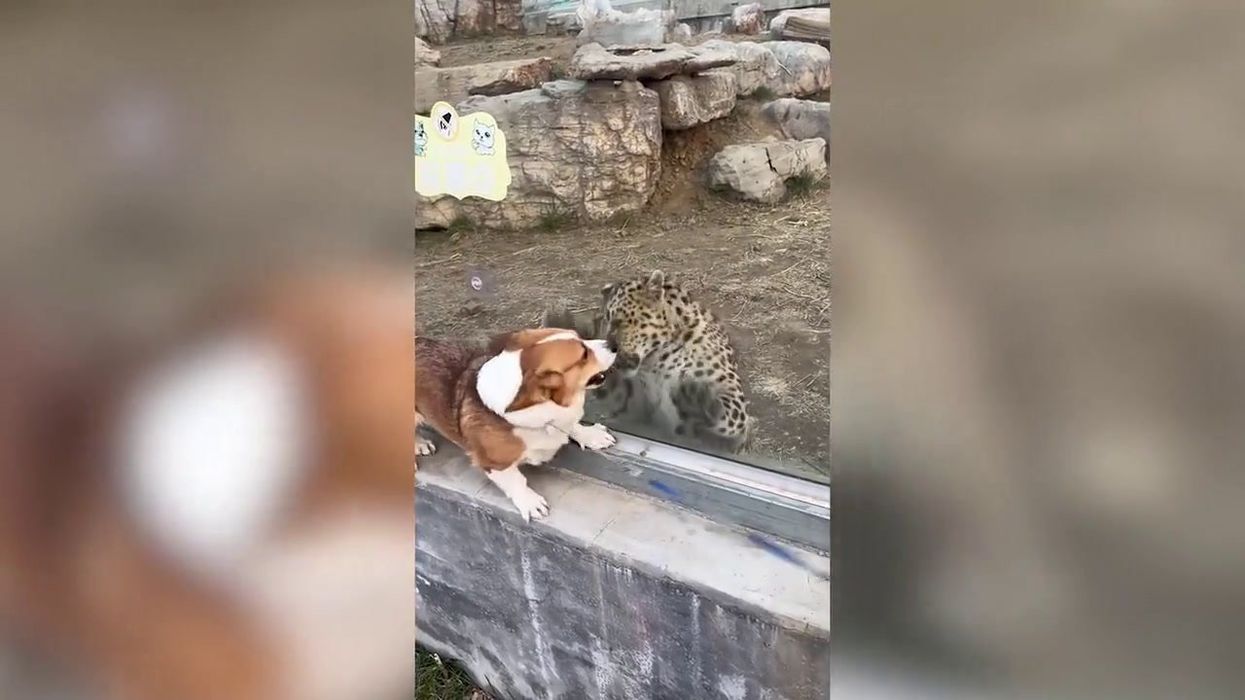 Terrifying moment zoo leopard fights with pet corgi from behind glass