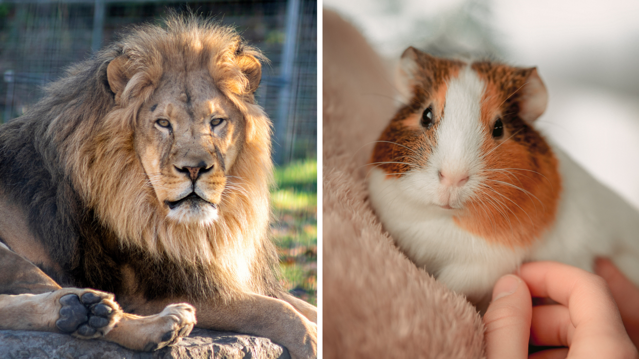 Zoo faces backlash after asking visitors to donate pets for 'sick' reason