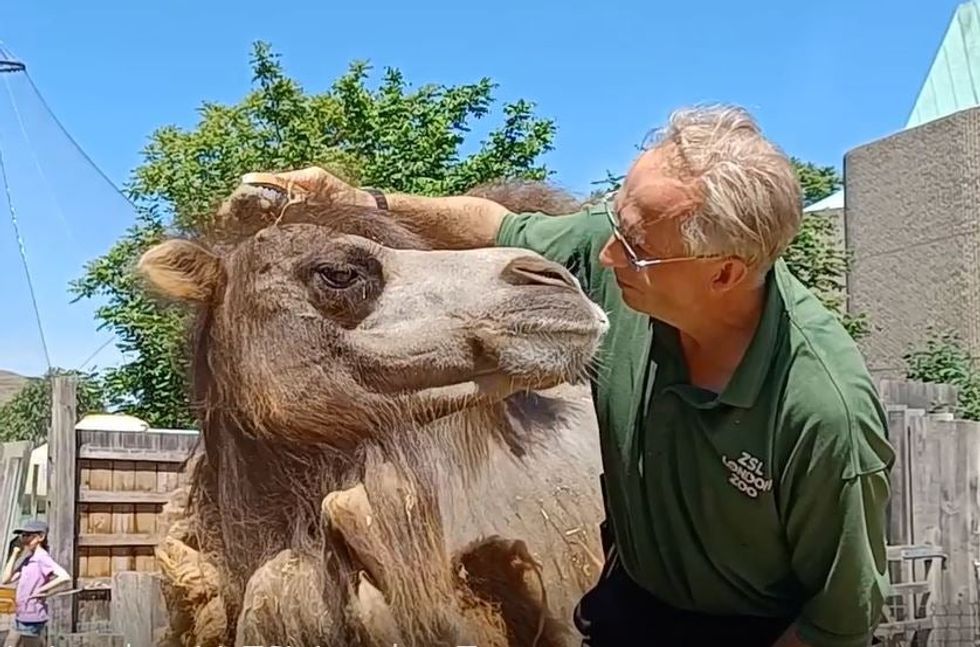 Zookeeper caring for camel