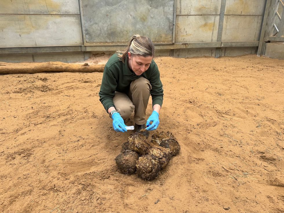 Zookeeper collecting sample of Asian elephant dung