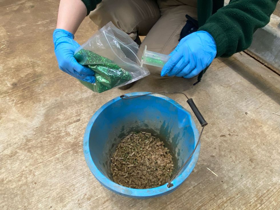 Zookeeper collecting sample of Asian elephant dung