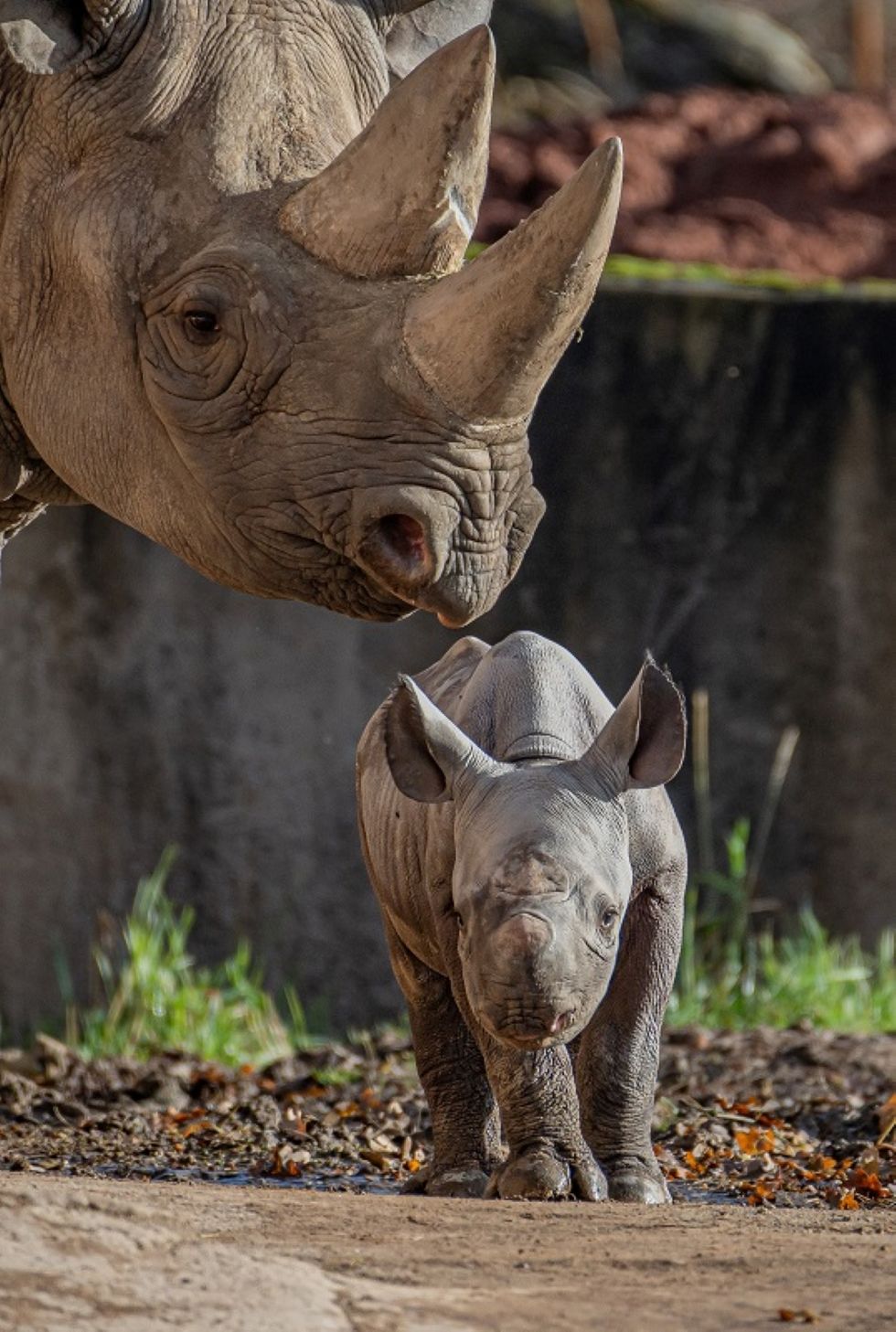 Zookeepers at a Cheshire Zoo have celebrated the birth of a \u201ccritically endangered\u201d eastern black rhino.