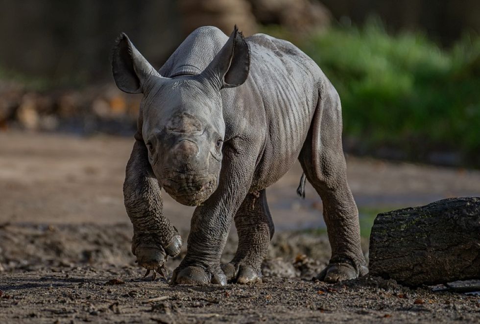 Zookeepers at a Cheshire Zoo have celebrated the birth of a \u201ccritically endangered\u201d eastern black rhino.