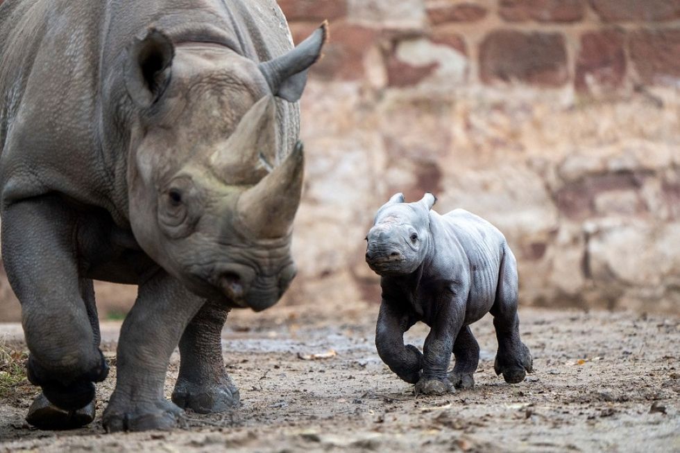 UK zoo celebrates birth of critically endangered eastern black rhino