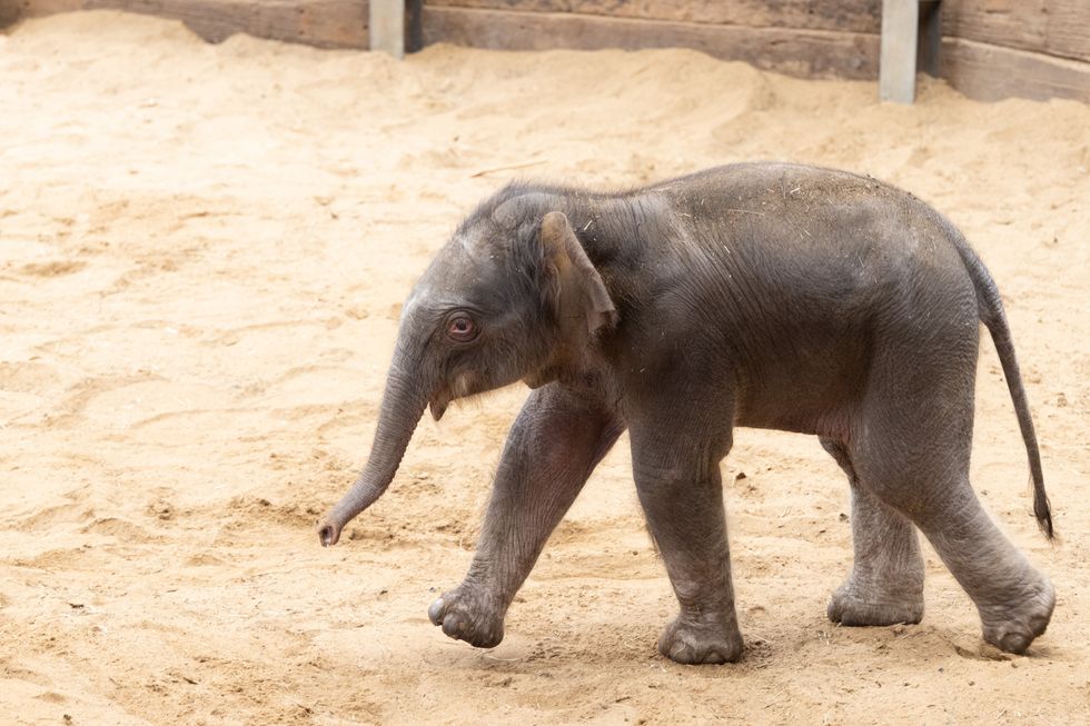 UK zookeepers ‘delighted’ by the arrival of endangered Asian elephant