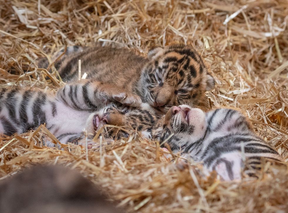 London Zoo visitors get first glimpse of endangered Sumatran tiger cubs