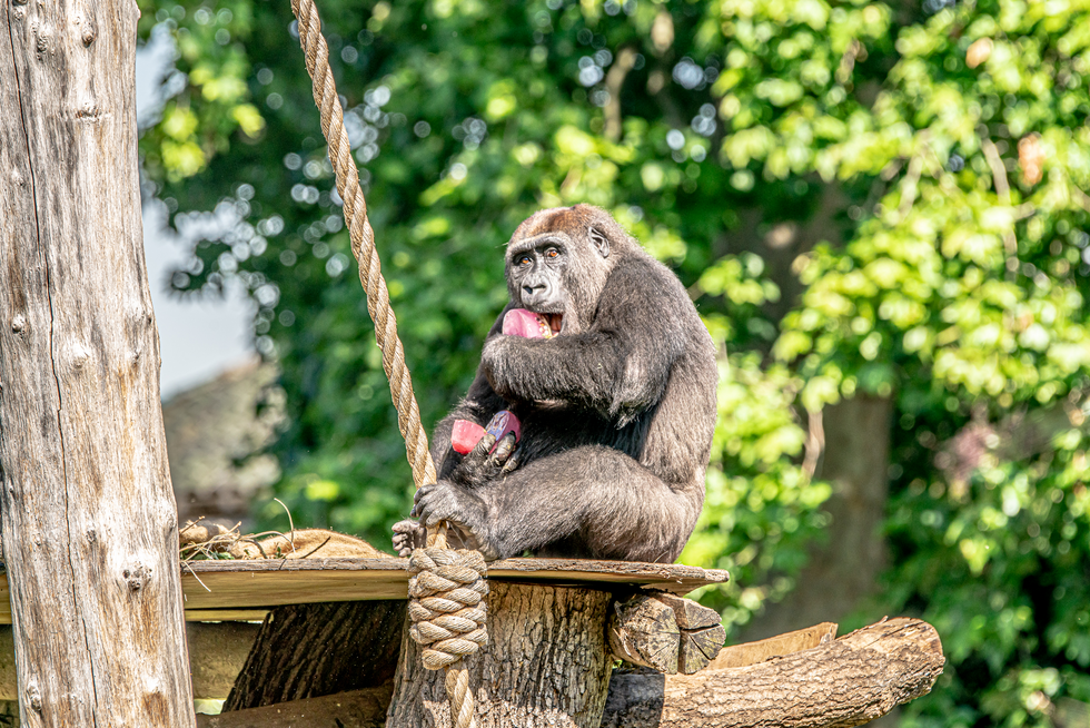 Zoos lay on icy treats to keep animals cool in heatwave