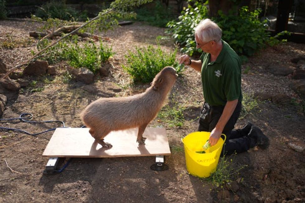 ZSL London Zoo annual weigh-in