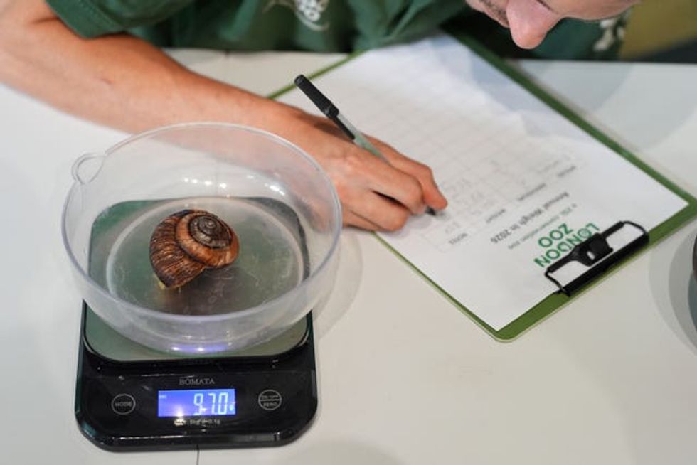 ZSL London Zoo annual weigh-in
