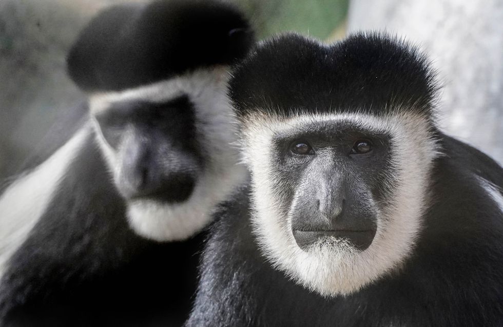 New exhibit which is the height of six double-decker buses to open at London Zoo