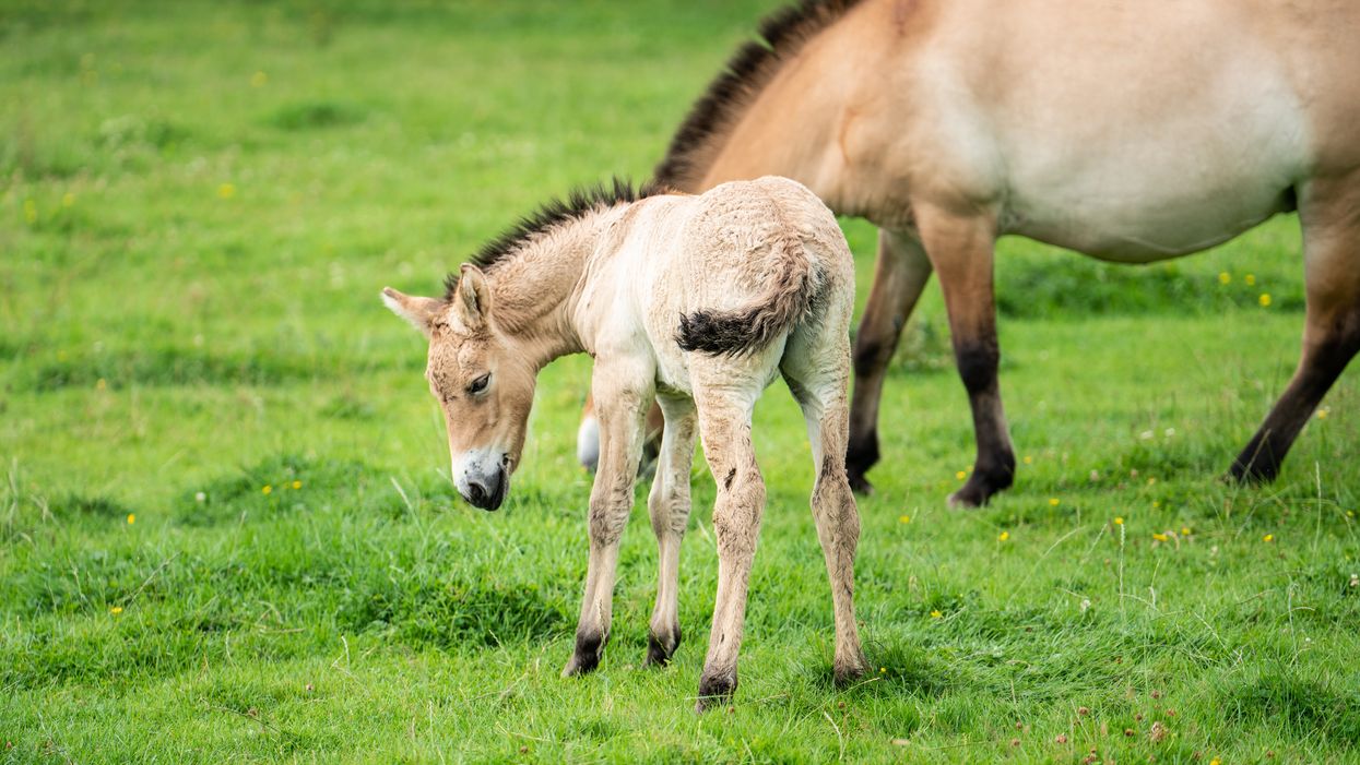 (ZSL Whipsnade Zoo/PA)